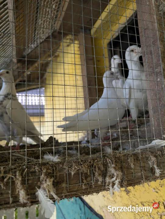 Sprzedam gołębie Jaworzno