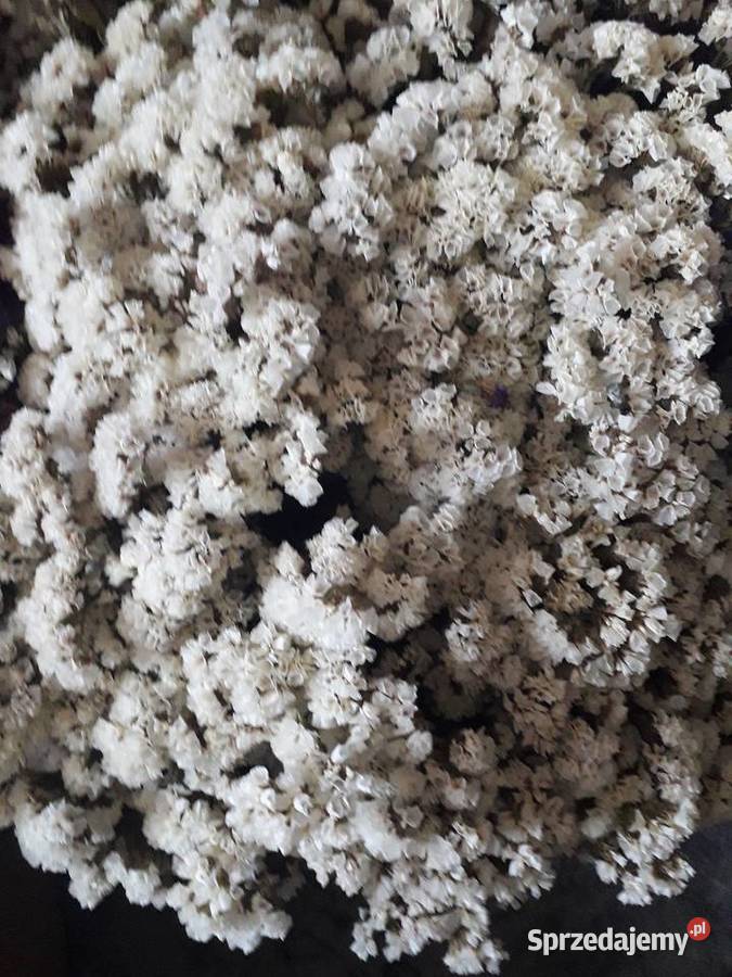 Zatrwian wyrębny suszony