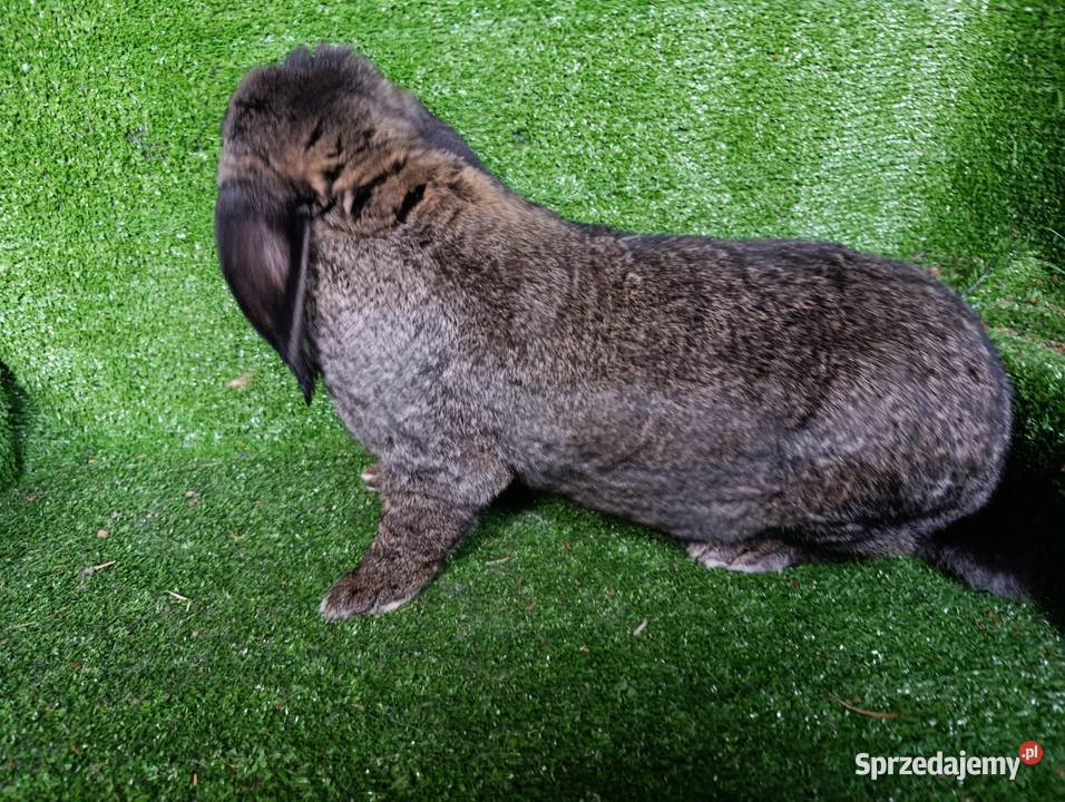 Samiec baran francuski Więcbork