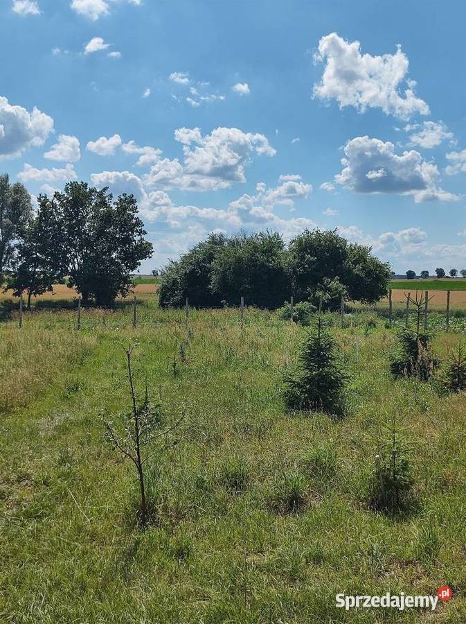 Sprzedam dom działkę Sokoligora Golub-Dobrzyń sprzedam