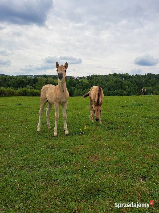 Konie Konik polski Ogierek małopolskie Tłuczań