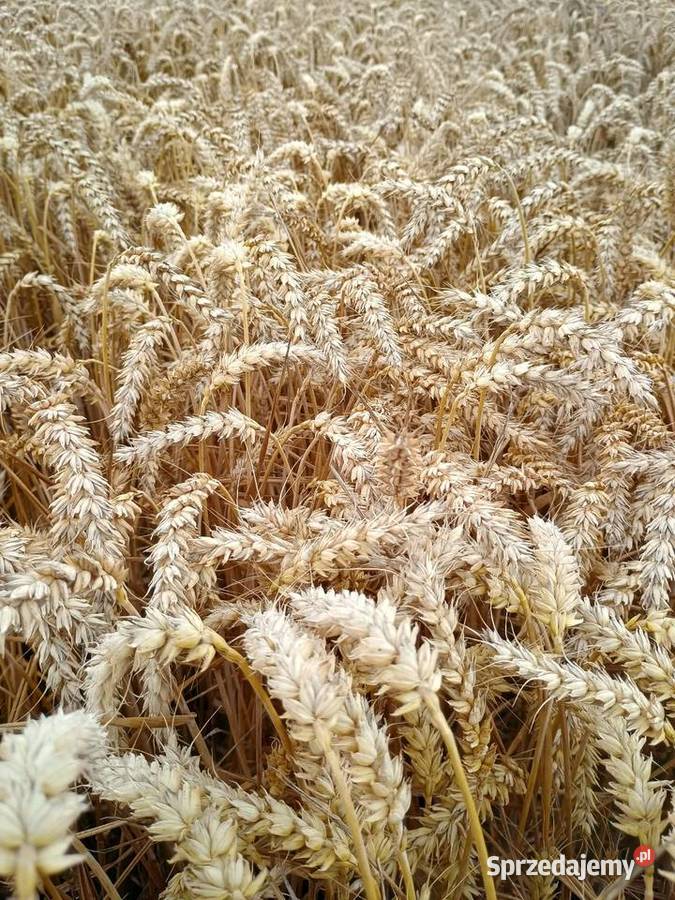 Pszenica ozima małopolskie Strzegowa