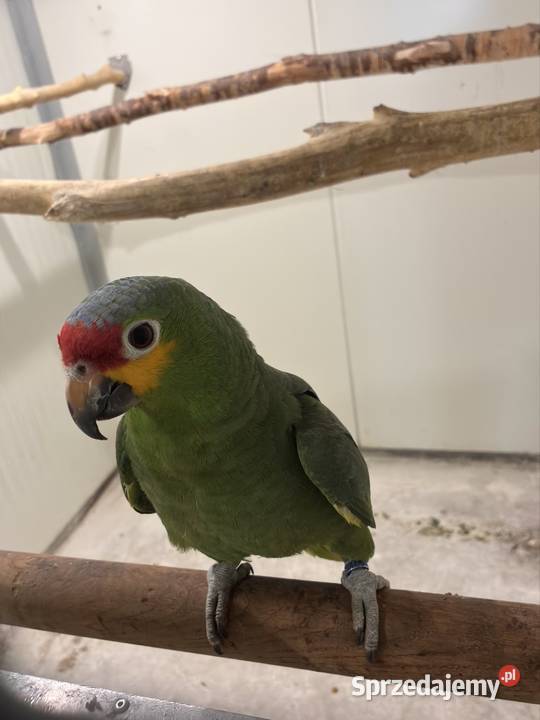 Amazonka żółtolica samiec 2023r DNA Ptaki Koło sprzedam