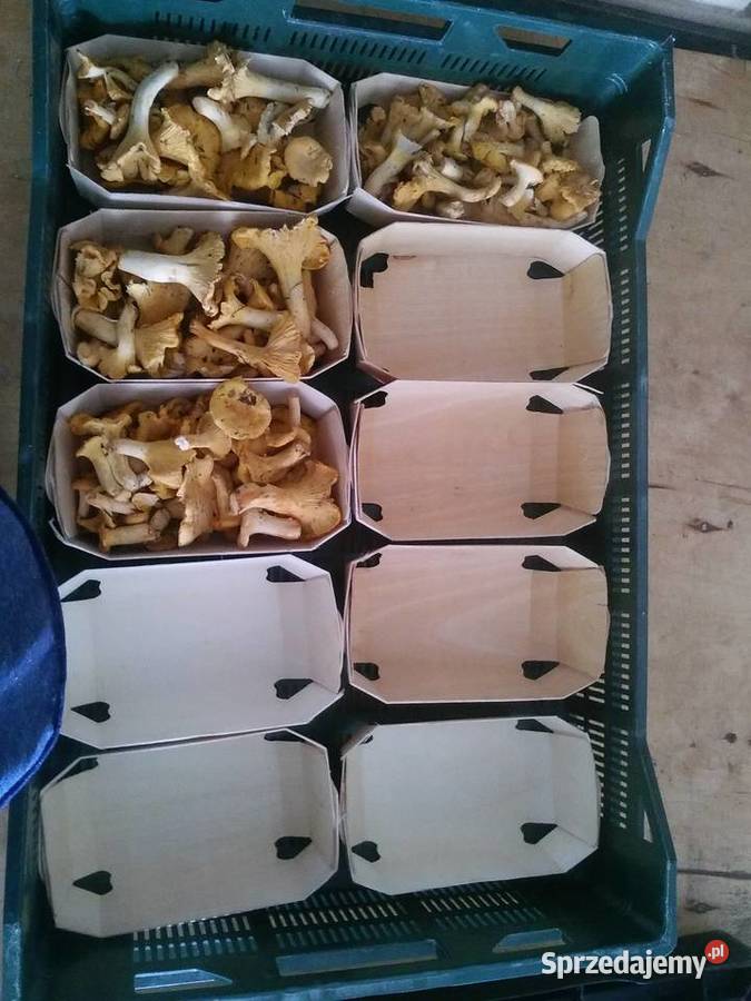 Pojemnik na owoce grzyby tacka na owoce grzyby podlaskie Łomża