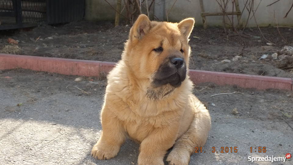Srzedam szczeniaki chow chow śląskie Łazy