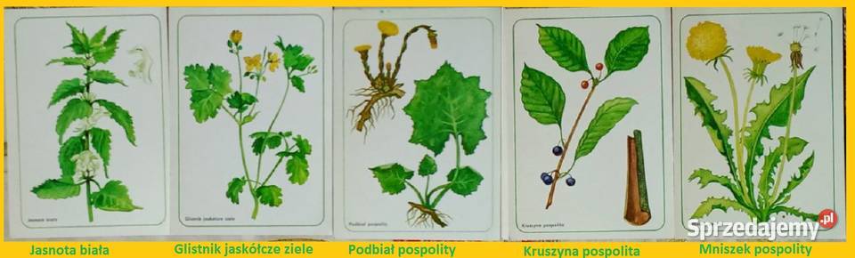 Karty roślin Herbapol zioła rośliny zielarstwo Pozostałe Łódź