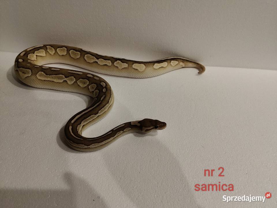 Węże regiusy śląskie Dąbrowa Górnicza