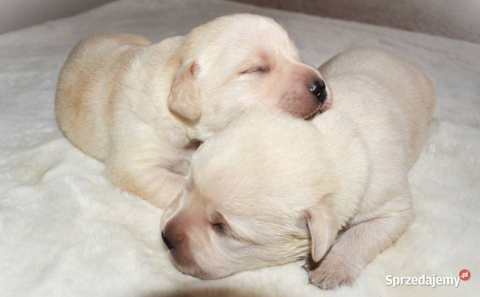 Elitarne zdrowe cudowne Labradory ZKwPFCI Labrador sprzedam