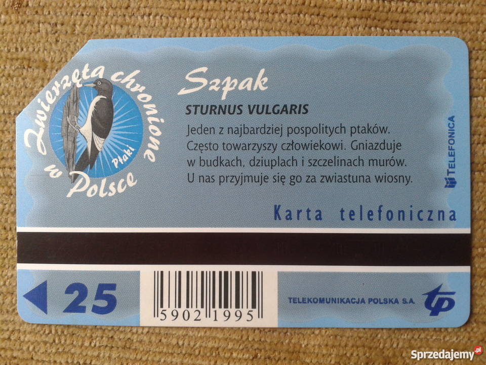 SZPAK PTAK CHRONIONY W POLSCE Piszczac