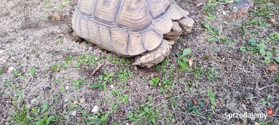 Żółw pustynny Centrochelys sulcata dwie duże opolskie Opole