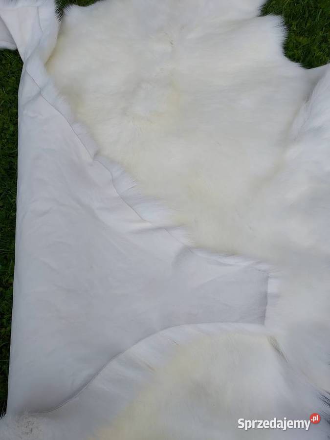 Skóra z Białego Renifera ALBINOSA UNIKAT małopolskie Szaflary