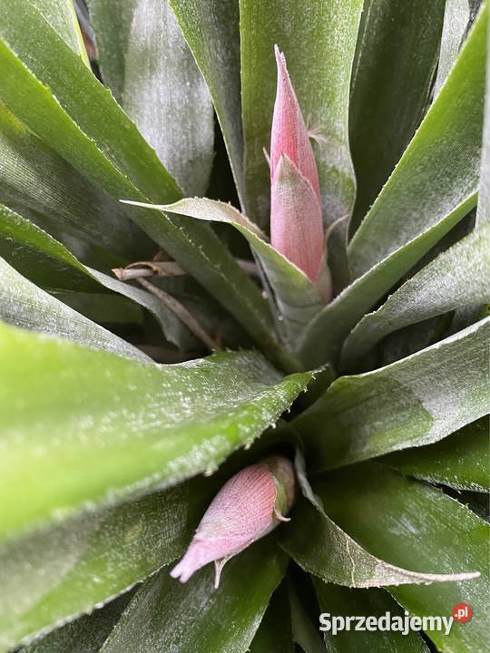 Bilbergia zwisła zwodnica dwie rozłożyste małopolskie Zabierzów sprzedam