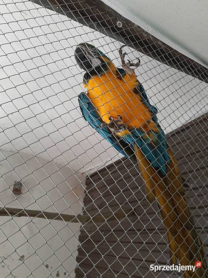 Ara ararauna samiec 22r małopolskie Skała