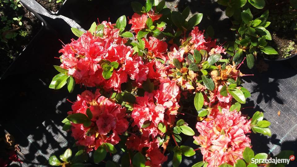 AZALIA JAPOŃSKA Maruschka małopolskie Garlica Duchowna