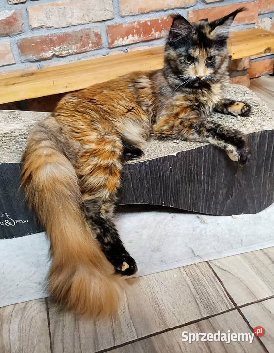 Phantome Noir wyjątkowy kocurek Maine Coon black Czempiń
