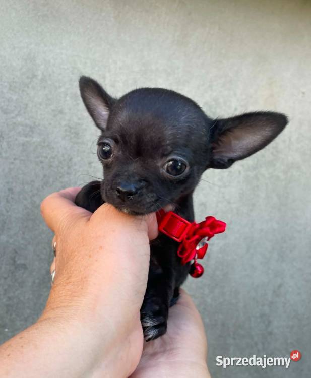 Chihuahua mini prześliczna czarna suczka