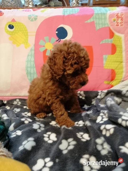 Pudel Pudle suczka TOY Red BROWN Stalowa Wola