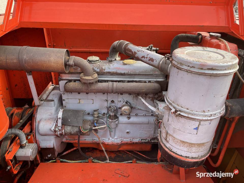 Bizon nieuszkodzony Kłyż sprzedam