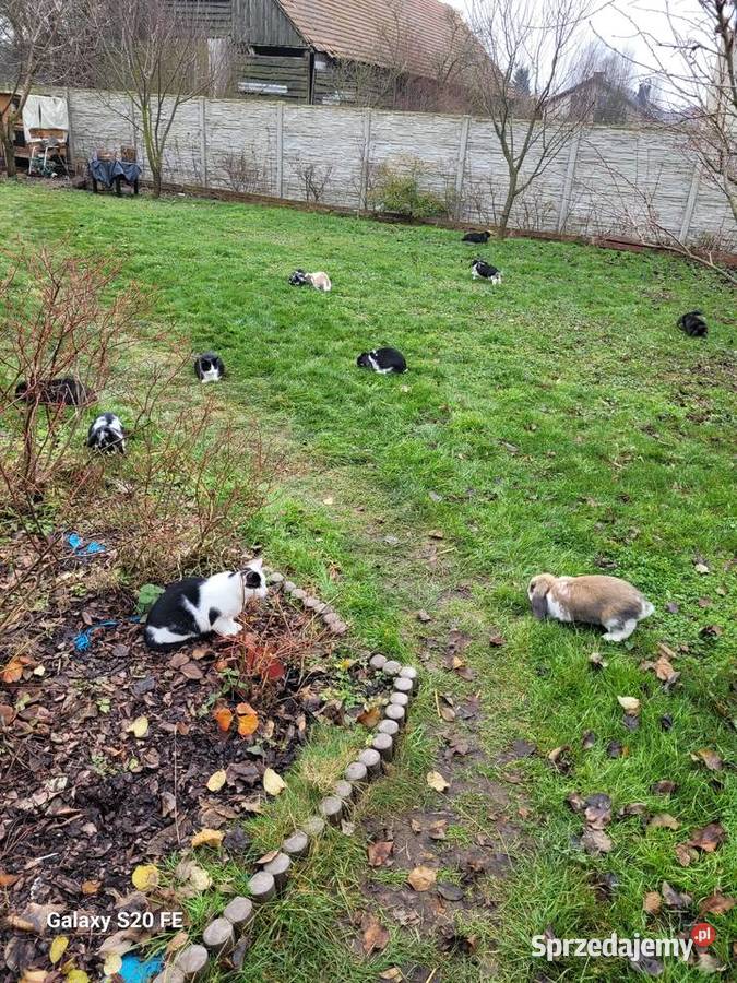 Barany francuskie 2 miesięczne Gryzonie Żłobizna