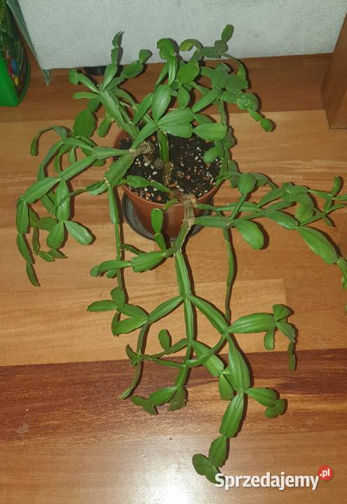 Grudnik wielkanocnik stara odmiana rozpiętość Warszawa