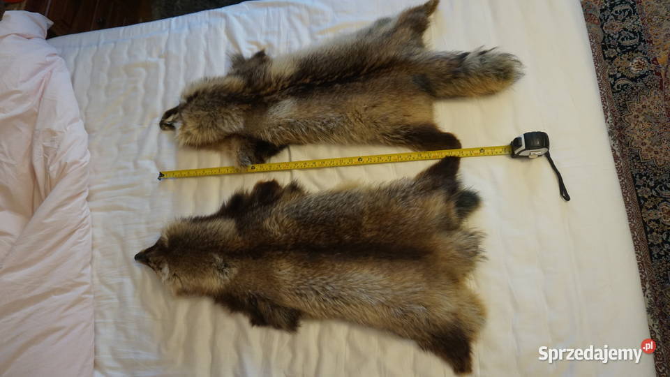 Jenot dwie piękne skóry Warszawa