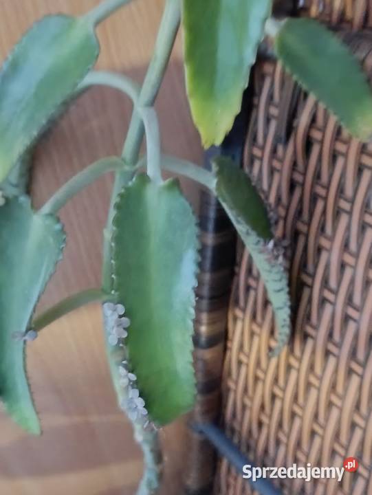 żyworódka kolejna 90 wielkopolskie Poznań