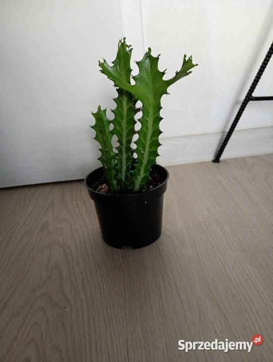 Euphorbia lactea kolekcjonerski wilczomlecz Kaktusy i sukulenty