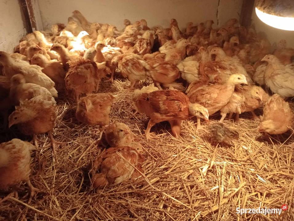 NOWOŚĆ CZERWONY Brojler Zagrodowy Gołoszyjka sprzedam