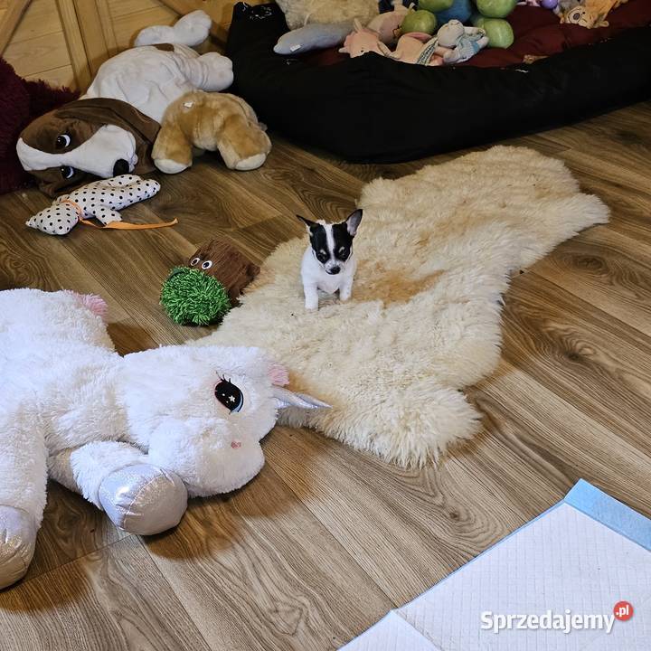 Chihuahua Exclusiv Rodowód FCI Pięknie Chłopcy Kołobrzeg sprzedam