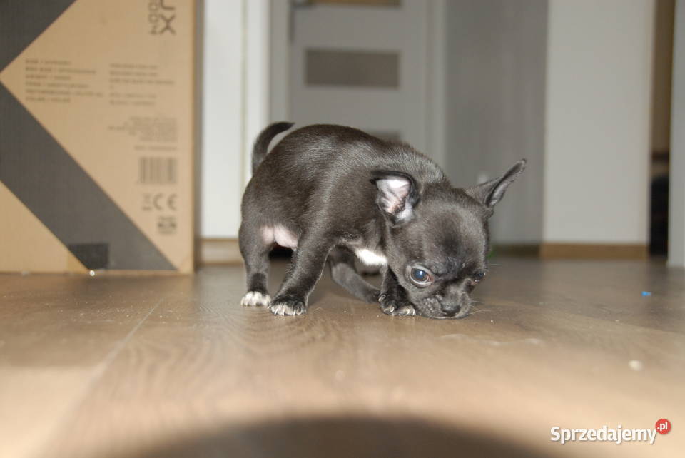 Chihuahua szczeniak Raczyce sprzedam