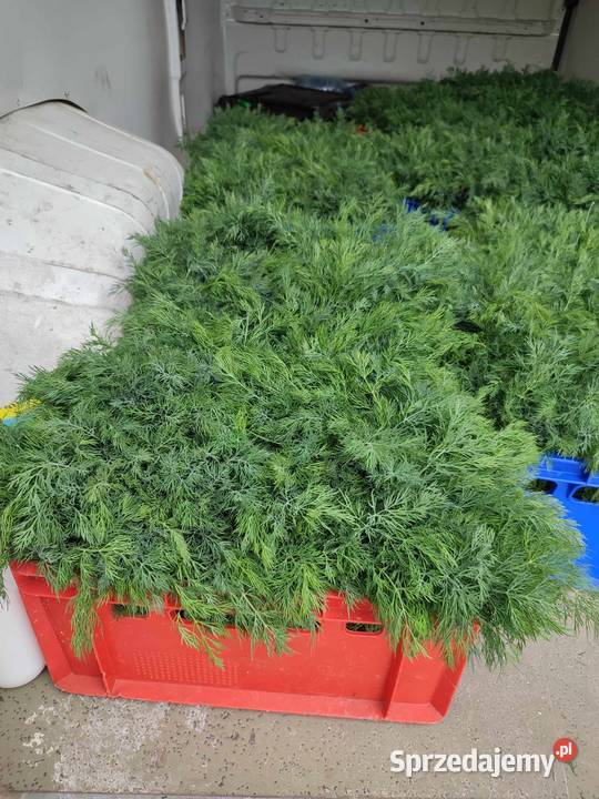 KoperNatkaSzczypior Rolnictwo łódzkie Łęczyca