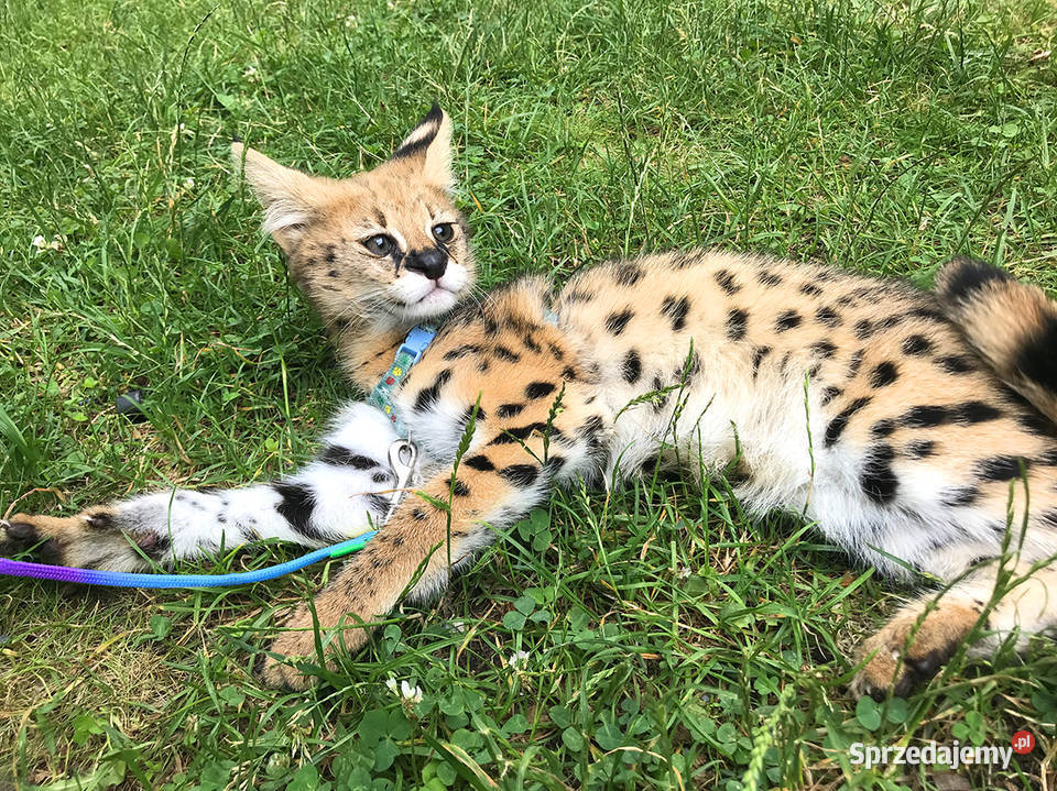 Piękny młody Serwal Afrykański Leptailurus Łódź