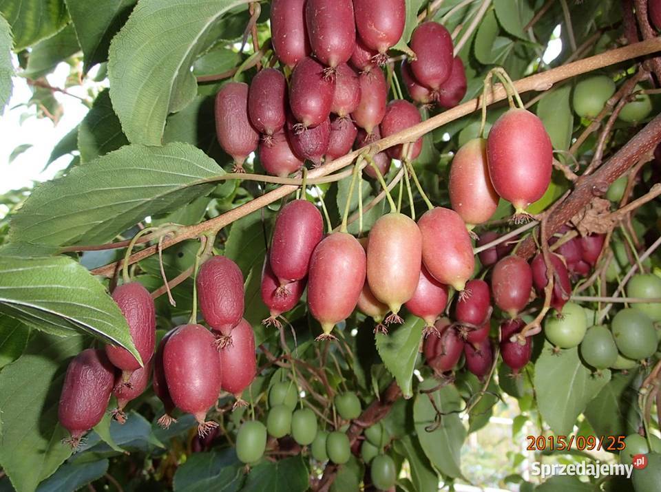 Kiwi Isai samopylne aktinidia ostrolistna grunt