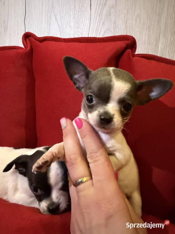 Chihuahua pieski łódzkie Zduńska Wola sprzedam