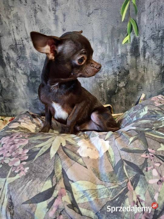 Cudny piesek Chihuahua gorzka czekolada Rodowód