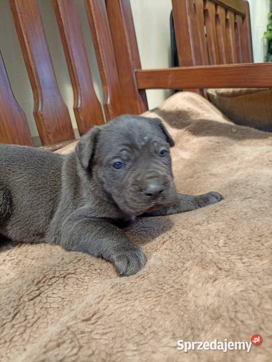 Sprzedam szczeniaki rasy Cane Corso Juliopol