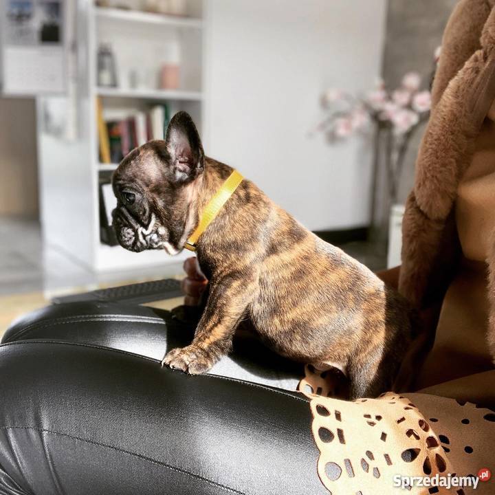 PIĘKNE Buldogi francuskie buldog francuski Elbląg sprzedam