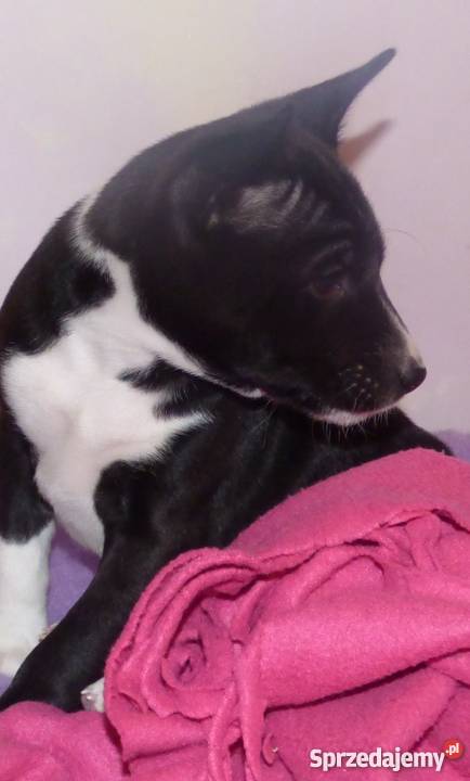 Basenji czarno biały piesek Tropik Z Gremlinkowa Pabianice