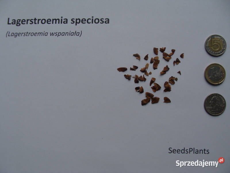 LAGERSTROEMIA WSPANIAŁA Lagerstroemia speciosa Lubanie