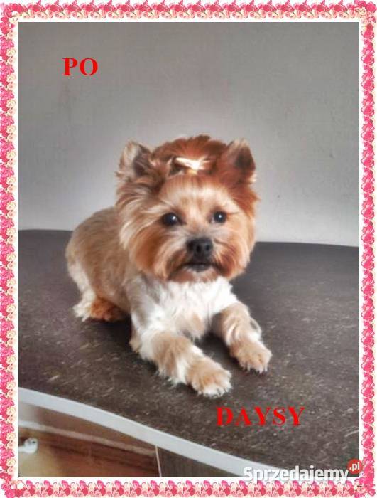 Strzyżenie psów psi fryzjer GROOMERczyszczenie