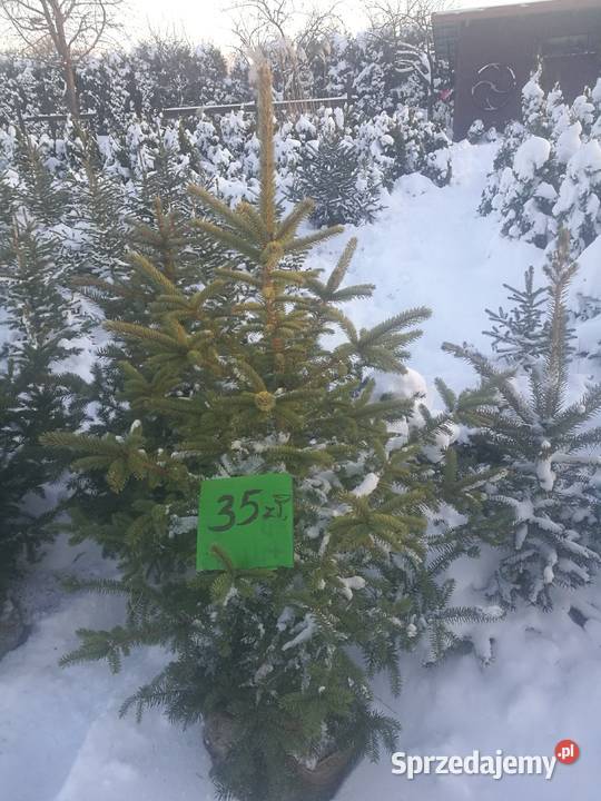 Choinka świerk srebrny Mielec sprzedam