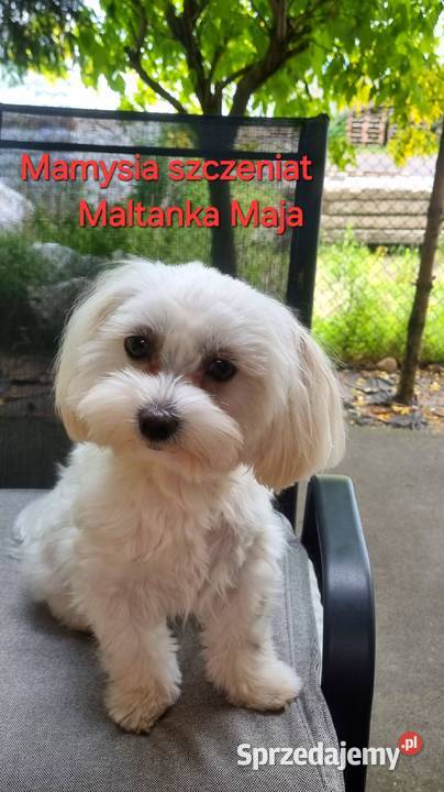 Maltipoo suczki gotowe w lutym Inowrocław