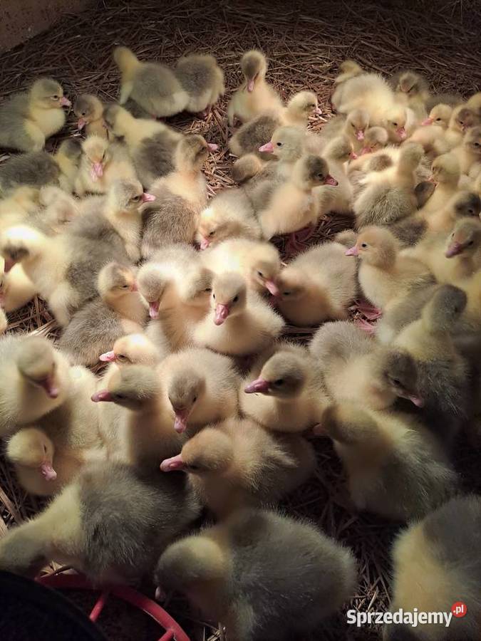 GĘSI kołudzkie białe suwalskie landes kubańskie Radwan