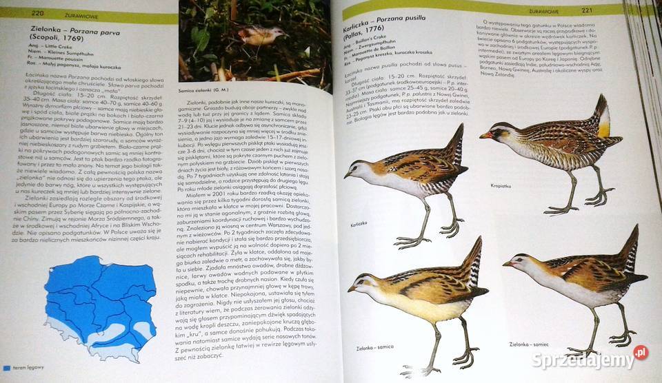 Ptaki Polski Tom I Andrzej G Kruszewicz Chełm