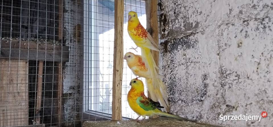 Świergotki 2025r Pruchna