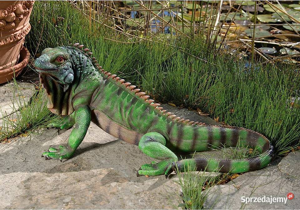 Iguana figura ogrodowa 5624 realistyczny żywica Kraków