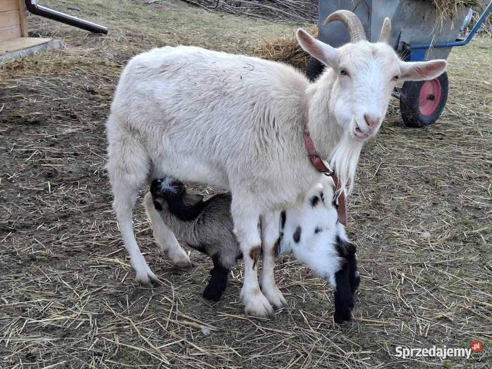 Minikozioł i młode Gorzebądz sprzedam