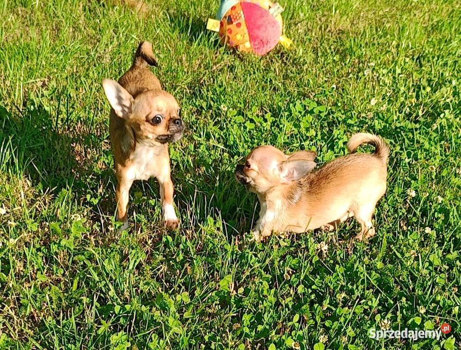 Przepiękna Laleczka Chihuahua Gotowa Do Odbioru wielkopolskie