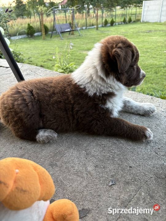 Border Collie czekoladowobiały piesek Pajęczno