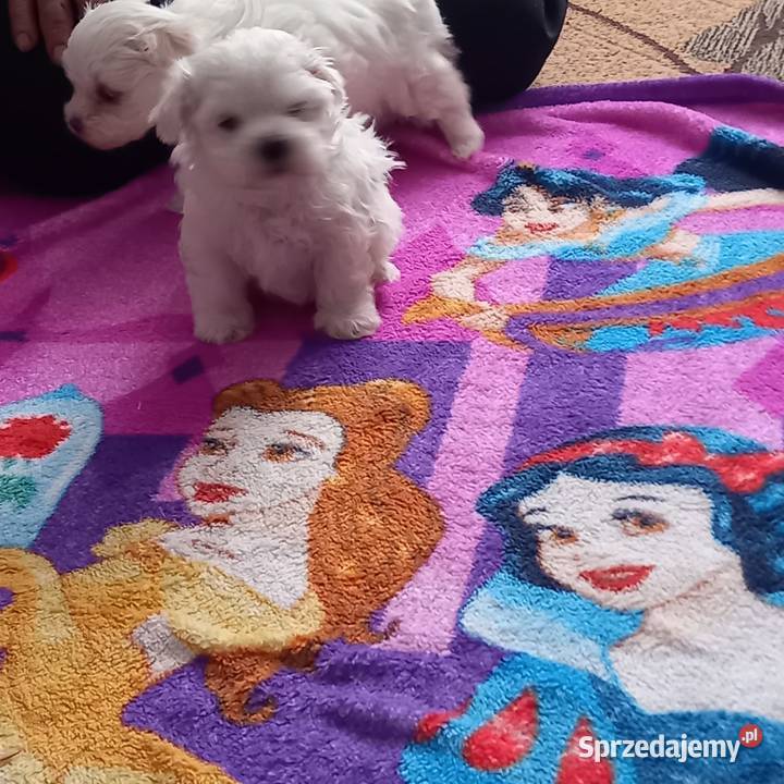 Maltaczki do rezerwacji mazowieckie